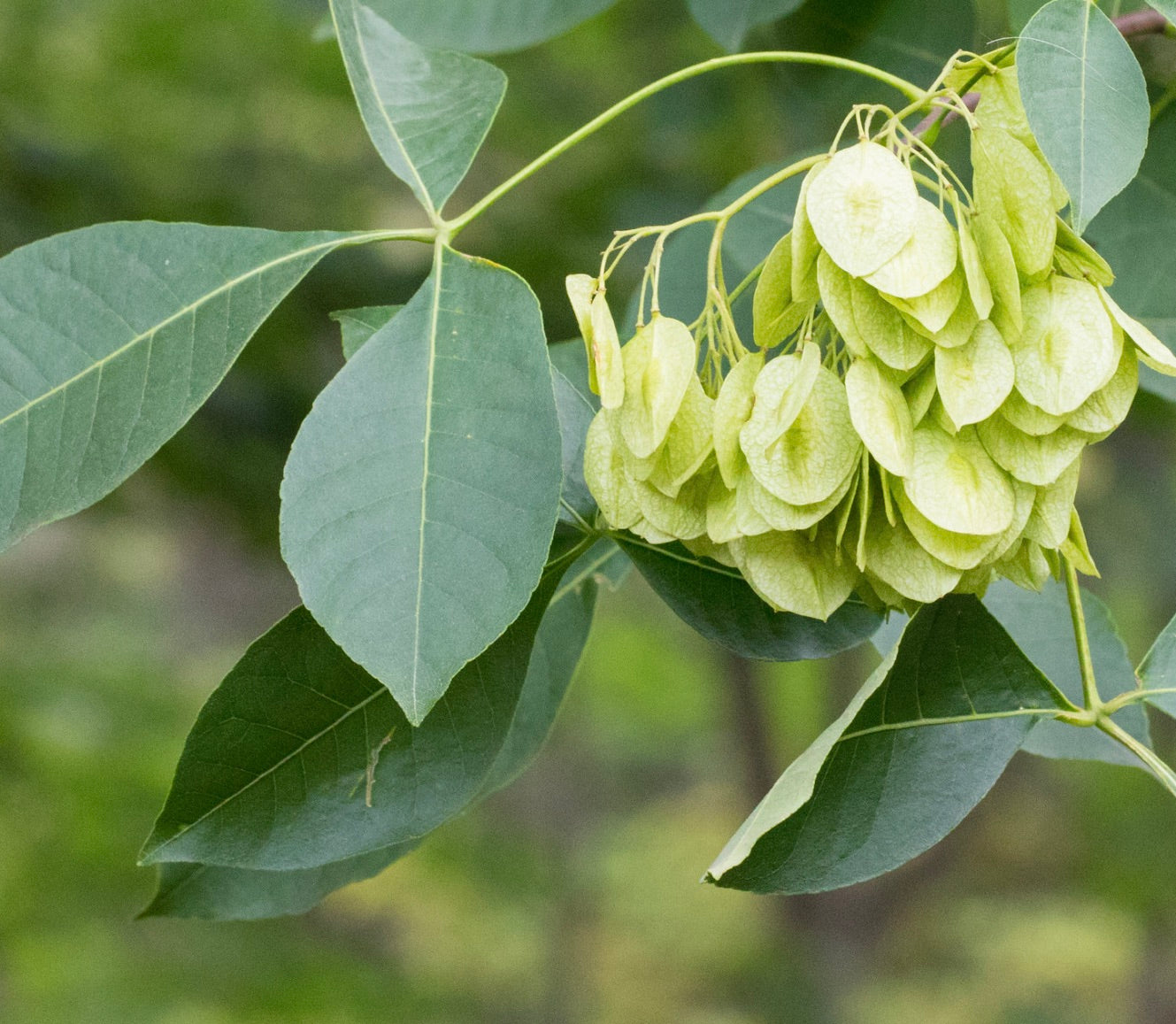 Ptelea trifoliata green compound leaves with hanging clusters of papery seed pods