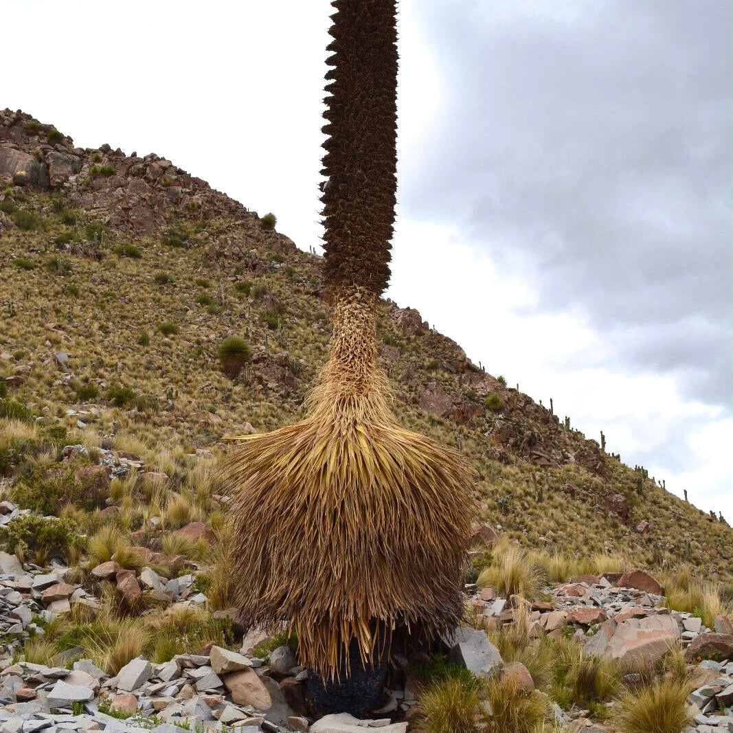 Puya raimondii tall rare spiky plant with dense dry brown leaves in rocky terrain