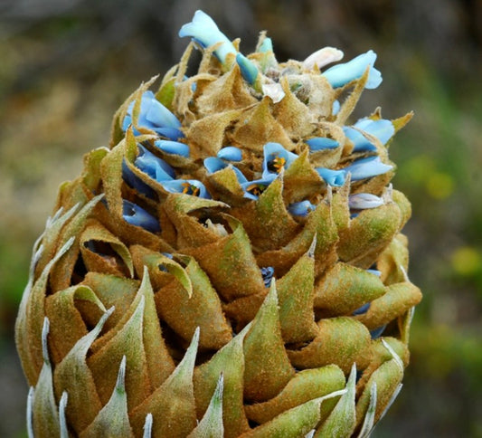Puya dasylirioides close-up of rare spiky inflorescence with blue tubular flowers