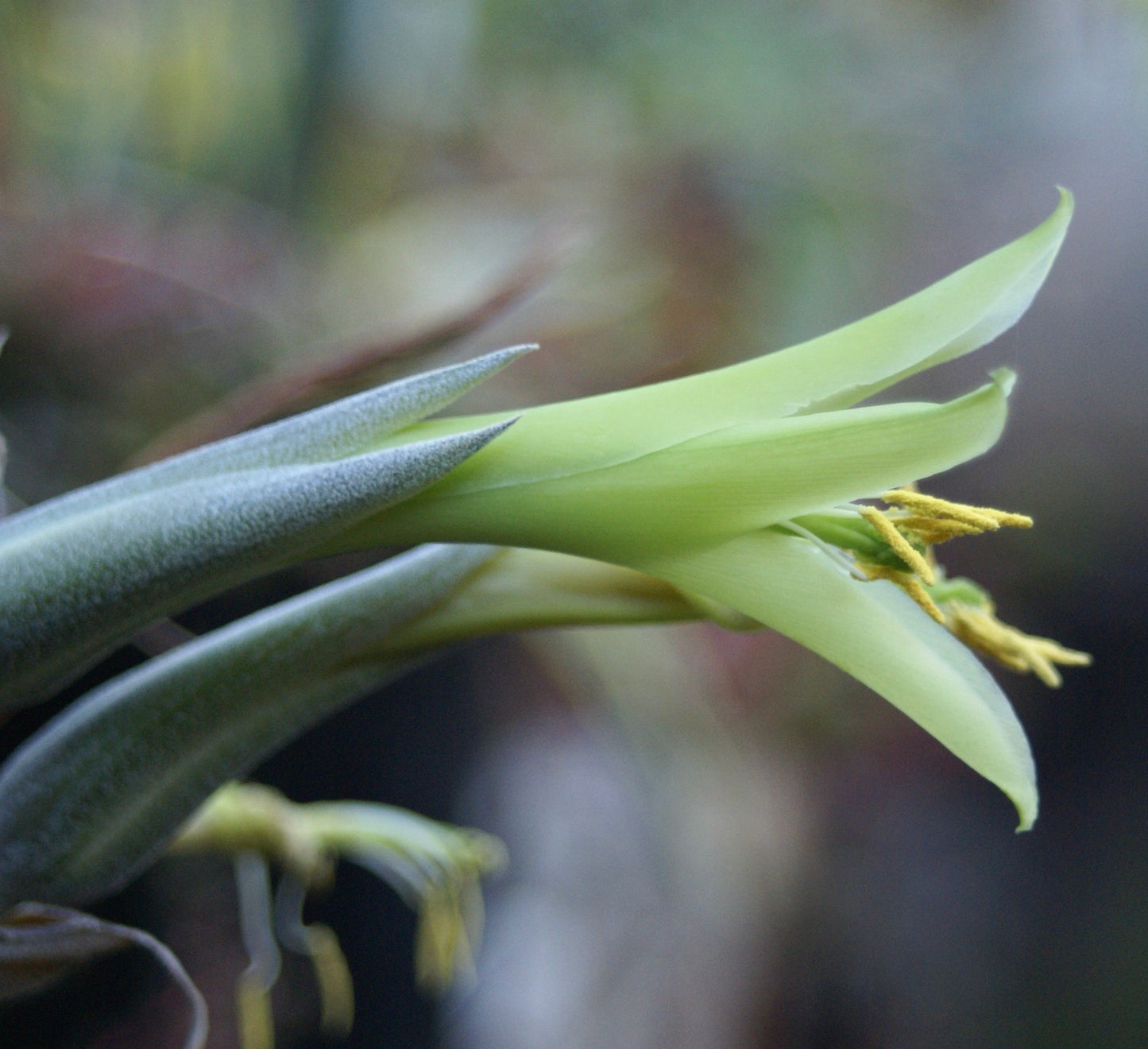 Puya mirabilis succulent plant with elongated green leaves and yellow stamens bloom