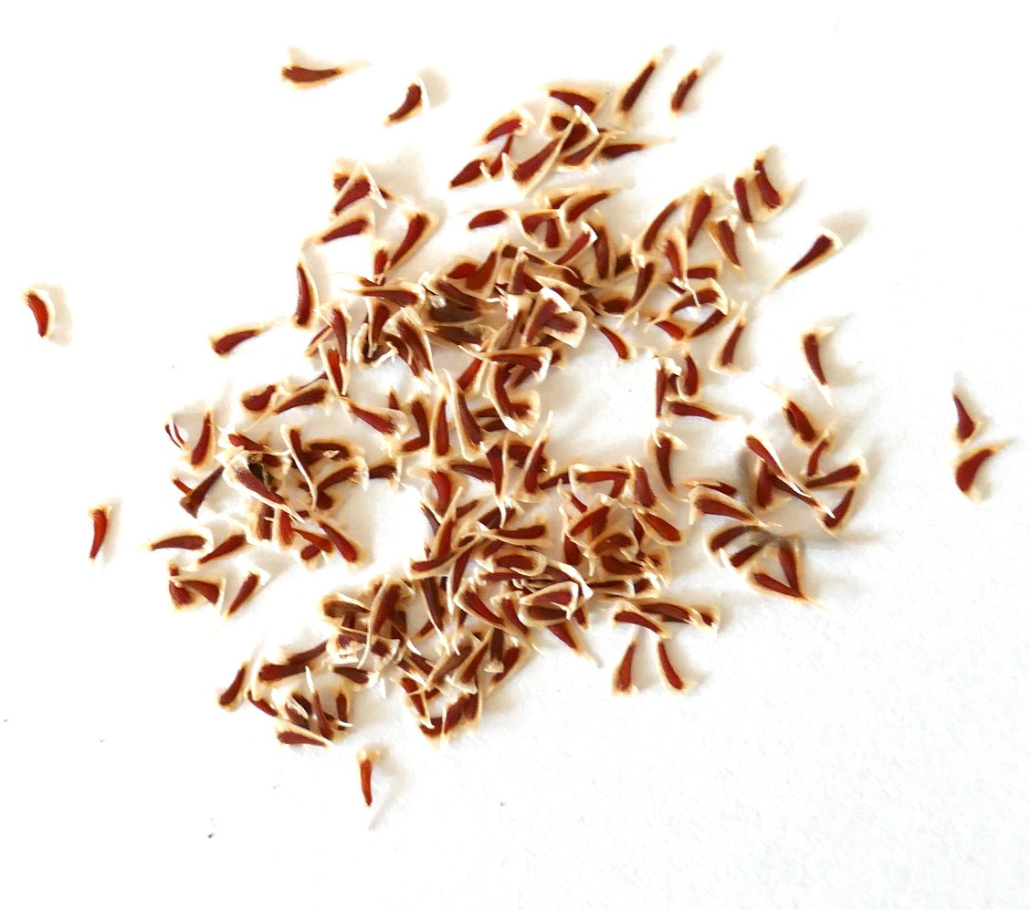 Graines de Puya mirabilis avec de petites formes courbées, striées de brun sur fond blanc