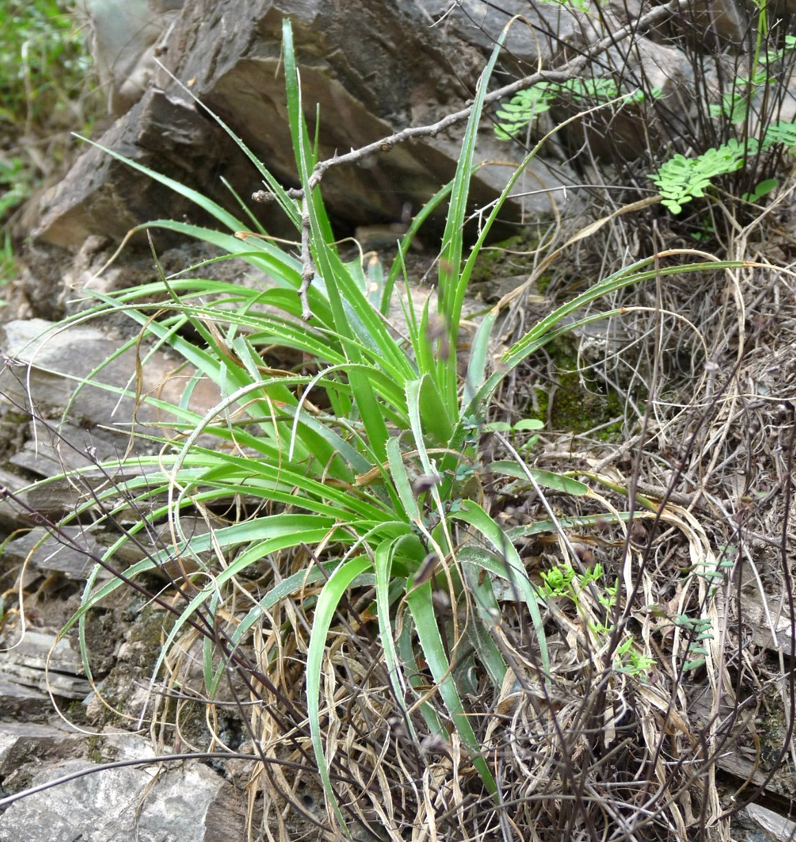 Puya mirabilis spiky green succulent plant with narrow leaves and small spines