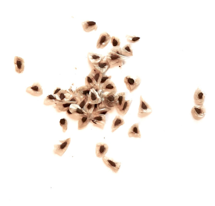 Puya raimondii rare triangular brown seeds scattered on white background