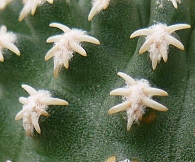 Pygmaeocereus bieblii close-up of green cactus with creamy white spines and textured surface