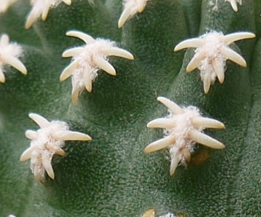 Pygmaeocereus bieblii SEEDS