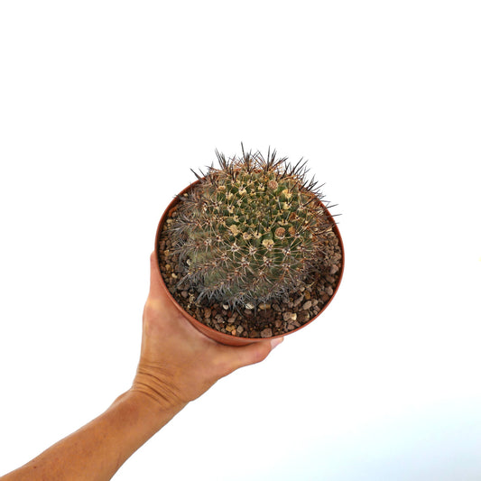 Pyrrhocactus sp. liten rund kaktus med tette, skarpe pigger i terrakottakrukke