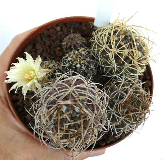 Pyrrhocactus pulchellus var. albispinus succulent cactus with dense white spines and pale yellow flower