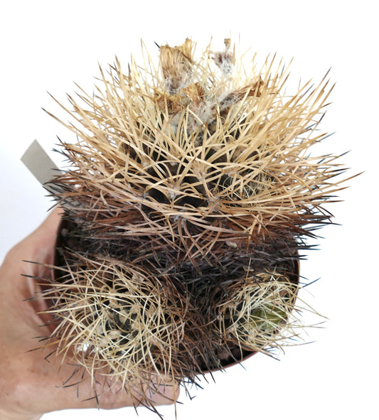 Pyrrhocactus pulchellus var. albispinus succulent cactus with dense pale yellow and dark spines in pot