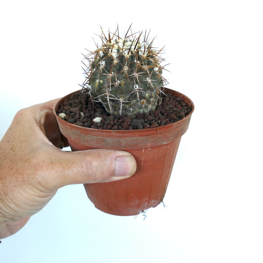 ไพร์โรคาคตัส สปีชีส์ AW282 แคคตัสทรงกลมขนาดเล็ก มีหนามหนาแน่นสีน้ำตาลและสีขาวในกระถาง