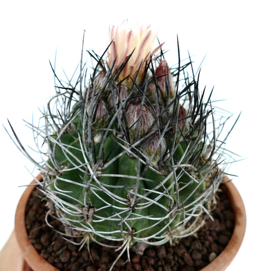 Pyrrhocactus confinis sukkulent kaktus med tette svarte og hvite torner og blek rosa blomsterknopper