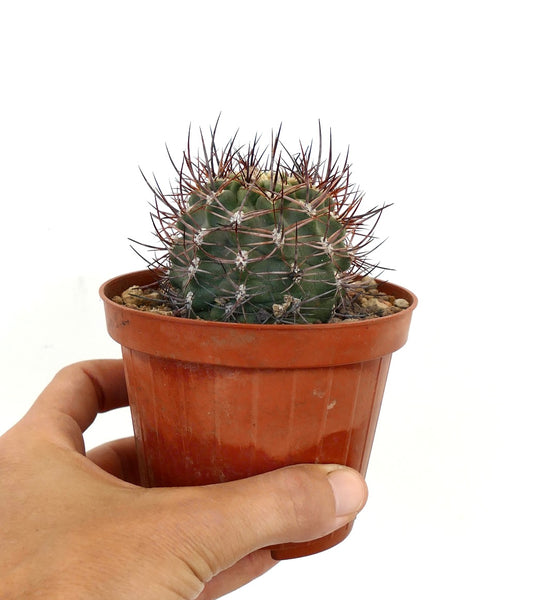 Kleiner grüner Pyrrhocactus Strausianus mit langen rötlichen Stacheln im Terrakottatopf