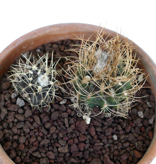 Pyrrhocactus pulchellus var. albispinus succulent cactus with dense white spines in terracotta pot
