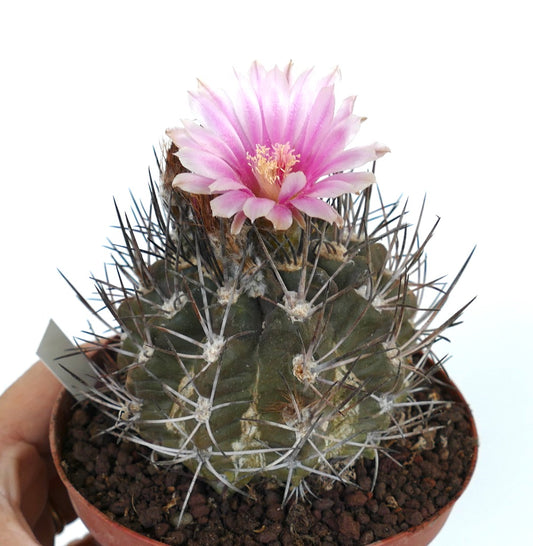 Pyrrhocactus scoparia cactus with sharp spines and delicate pink flower in pot