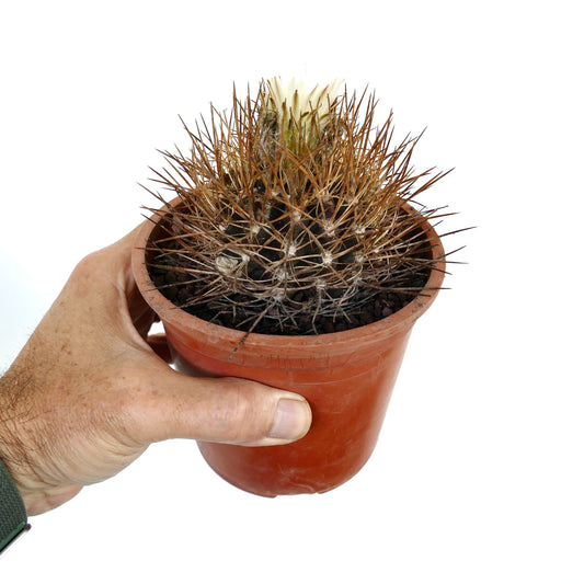 Pyrrhocactus totoralensis kleiner Kaktus mit dichten braunen Stacheln und weißer Blütenknospe im Topf