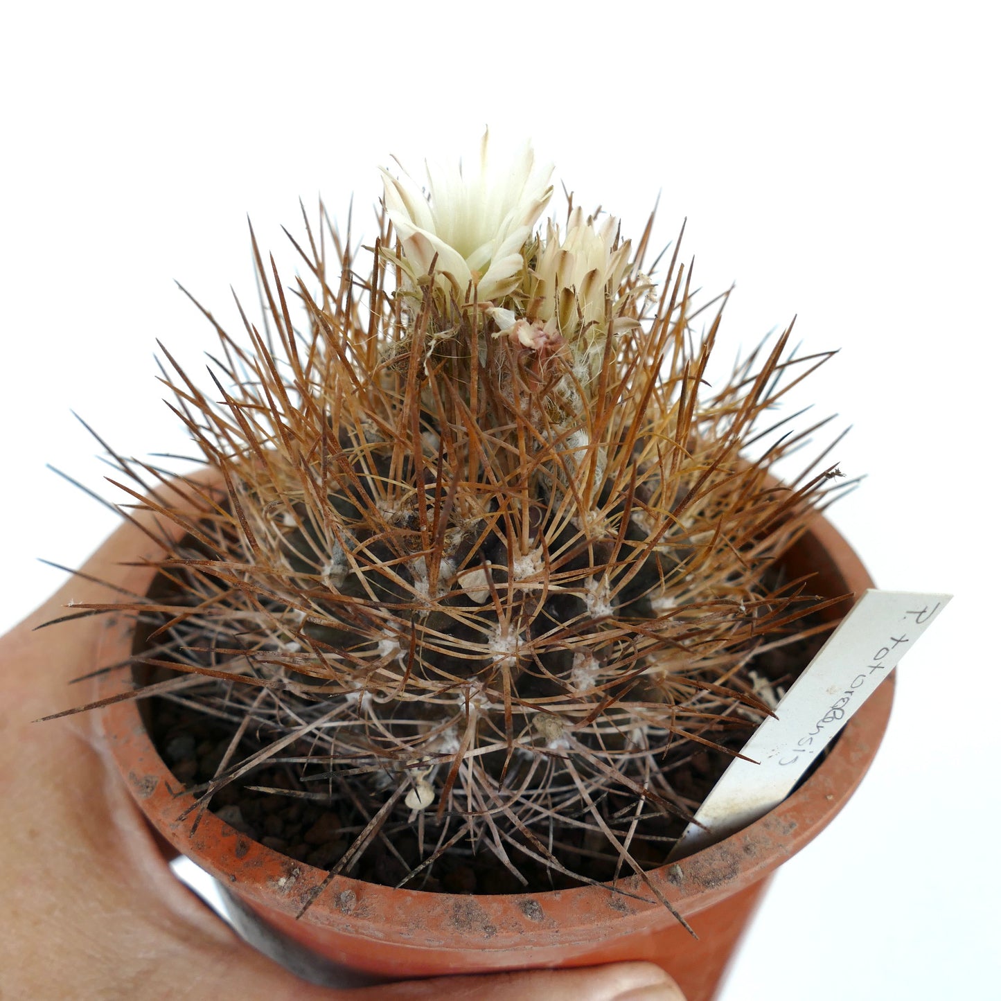 Pyrrhocactus totoralensis liten kaktus med tette brune torner og blek kremhvite blomster i potte