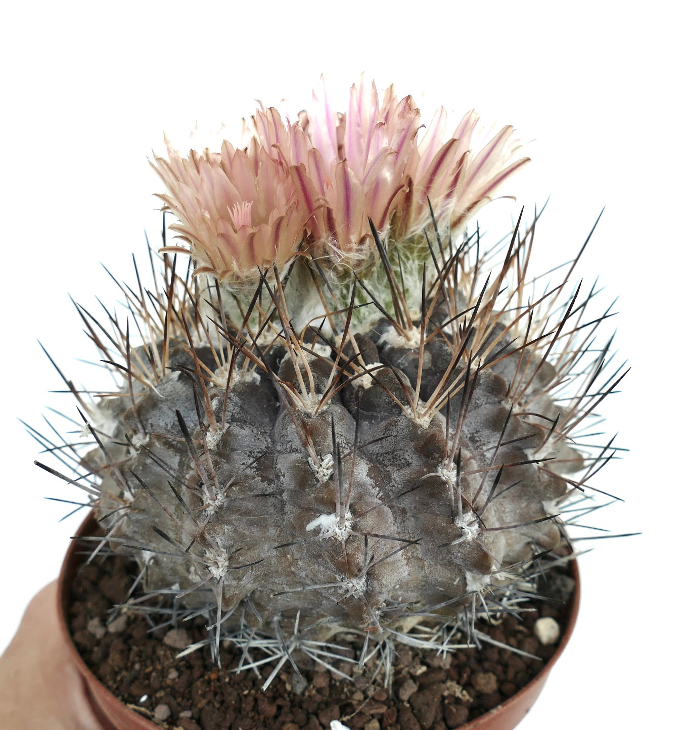 Pyrrhocactus vertongenii cacto suculento com espinhos densos e flores rosa pálido em floração