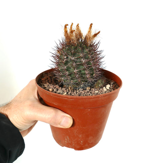 Pyrrhocactus AW293 small succulent cactus with dense dark spines and dried flower remnants in pot