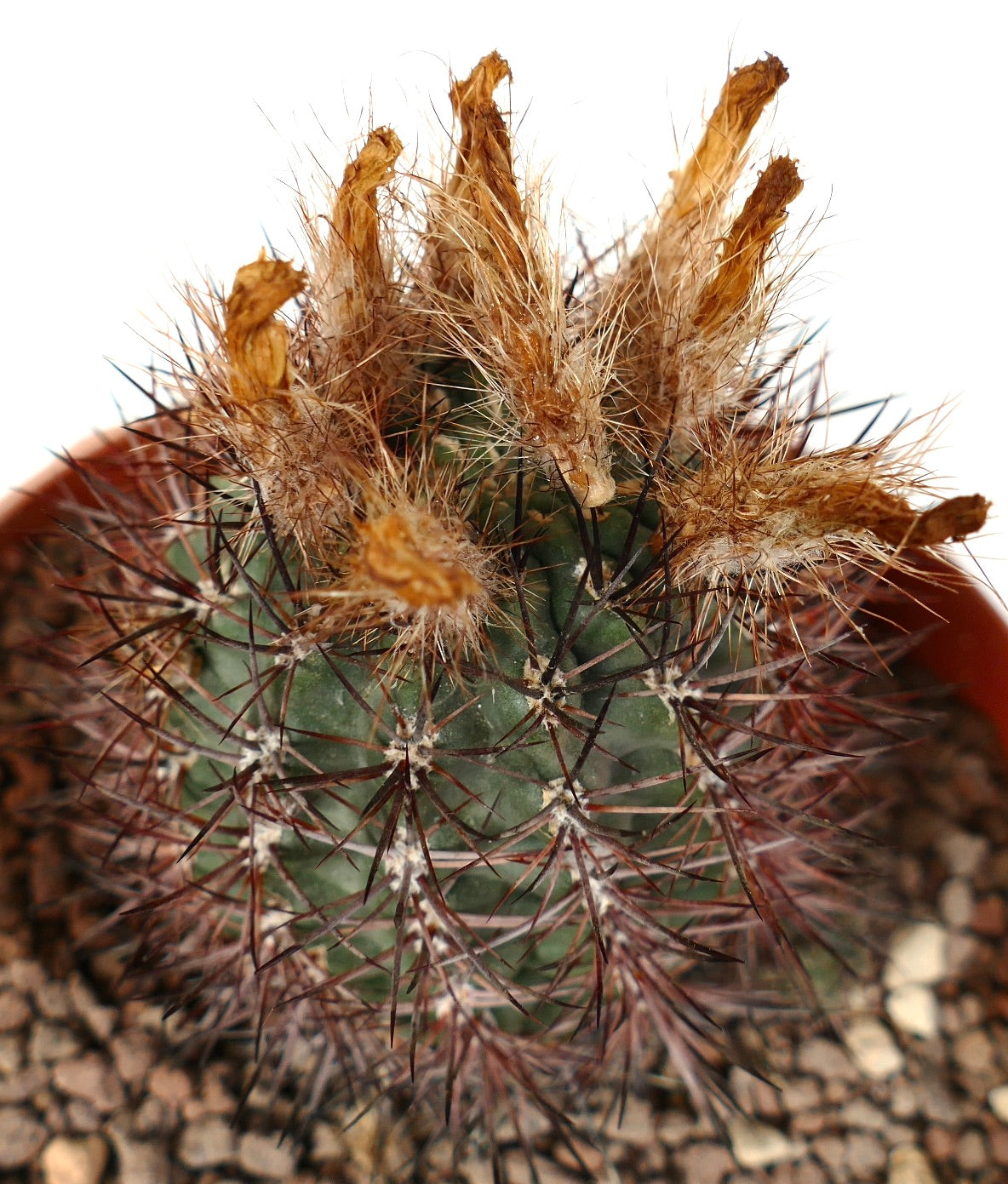 Pyrrhocactus AW293 cactus with dense brown spines and dried flower remnants in pot