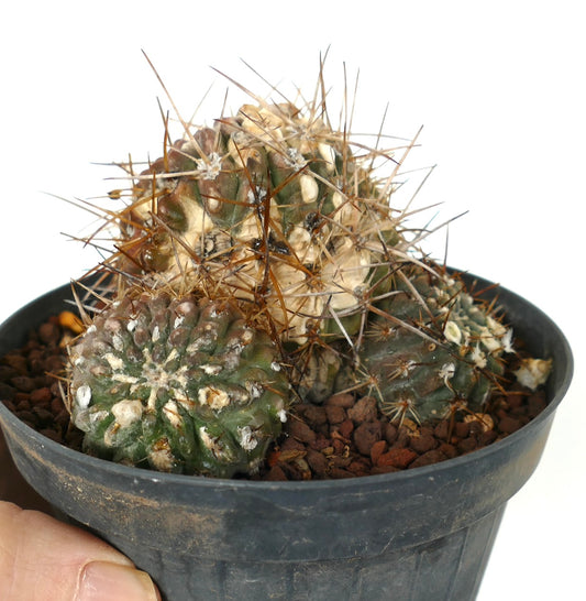 Pyrrhocactus affinis cluster with green textured stems and long brown spines in black pot
