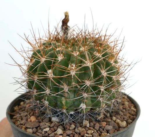 Pyrrhocactus aspillageae var. mechleri small green cactus with long brown spines in pot