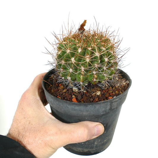 Pyrrhocactus aspillageae var. mechleri small green cactus with long brown spines in black pot