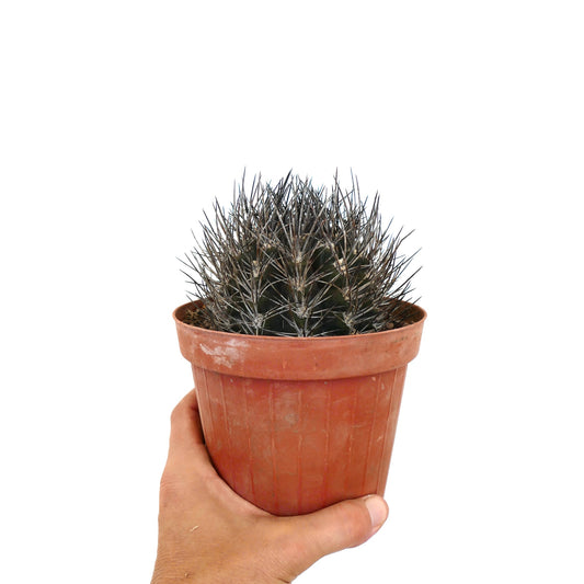 Pyrrhocactus cachytayensis liten mørkegrønn kaktus med tette skarpe pigger i terrakottapotte