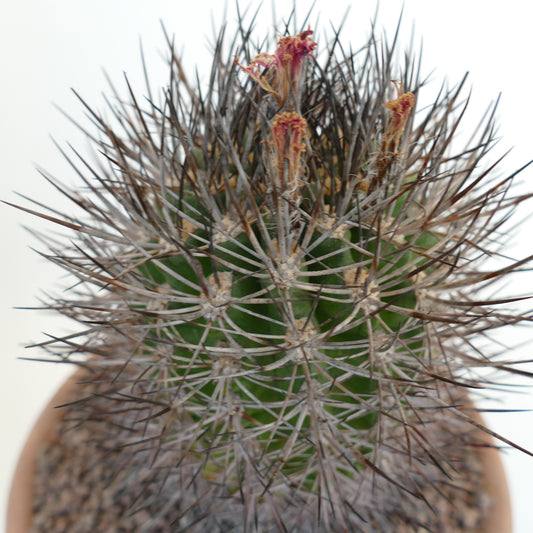 Pyrrhocactus confinis-kaktus med tette, lange mørke pigger og små tørkede blomster