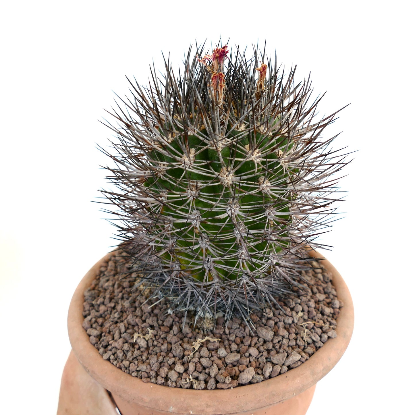 Pyrrhocactus confinis small green cactus with dense long dark spines in terracotta pot