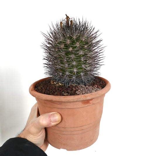 Pyrrhocactus confinis small green cactus with dense long dark spines in terracotta pot