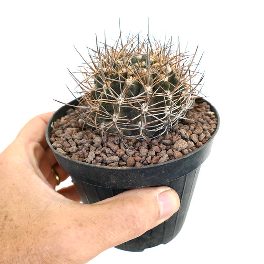 Pyrrhocactus curvispinus kleine ronde cactus met dichte gebogen bruine stekels in zwarte pot