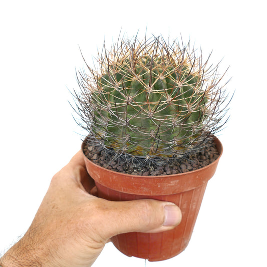 ไพร์โรกาคตัส เคอร์วิสไพนัส แคคตัสทรงกลมขนาดเล็ก พร้อมหนามโค้งแน่นหนาในกระถางดินเผา