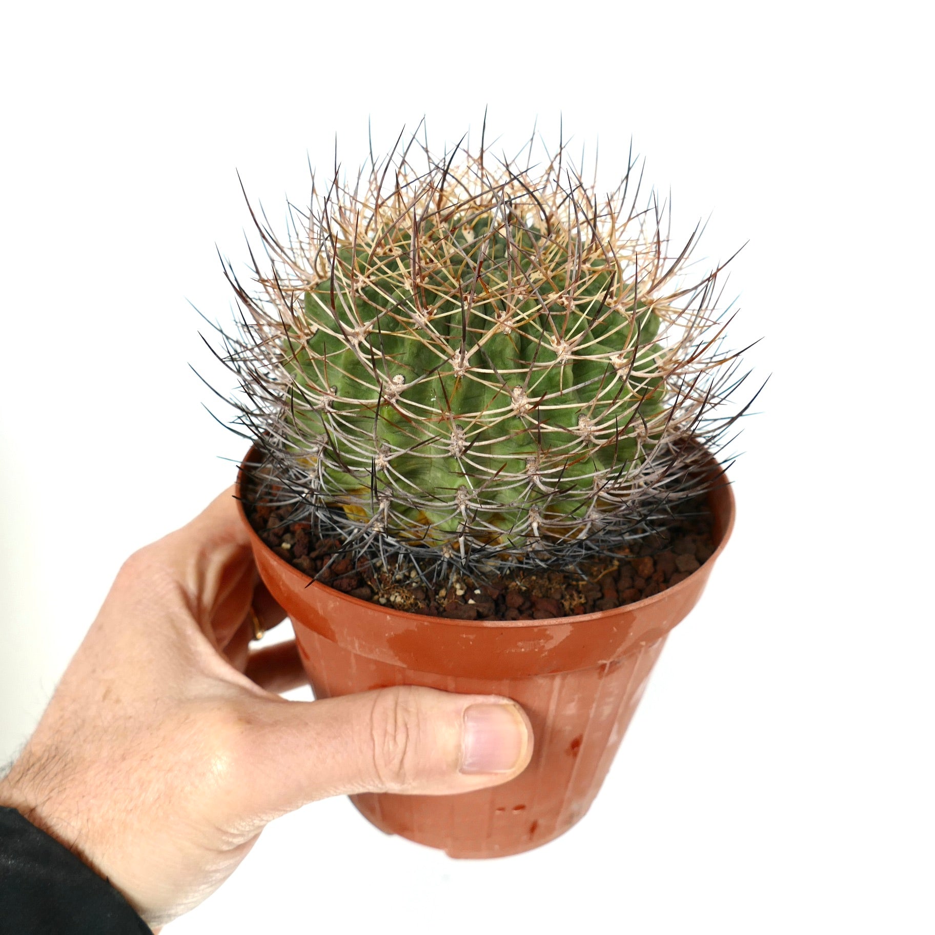 ピロカクタス・クルビスピナス | Botanical Archive | ユニークなチリ