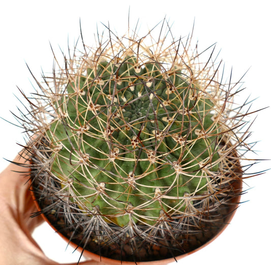 Pyrrhocactus curvispinus succulent cactus with dense curved spines in small terracotta pot
