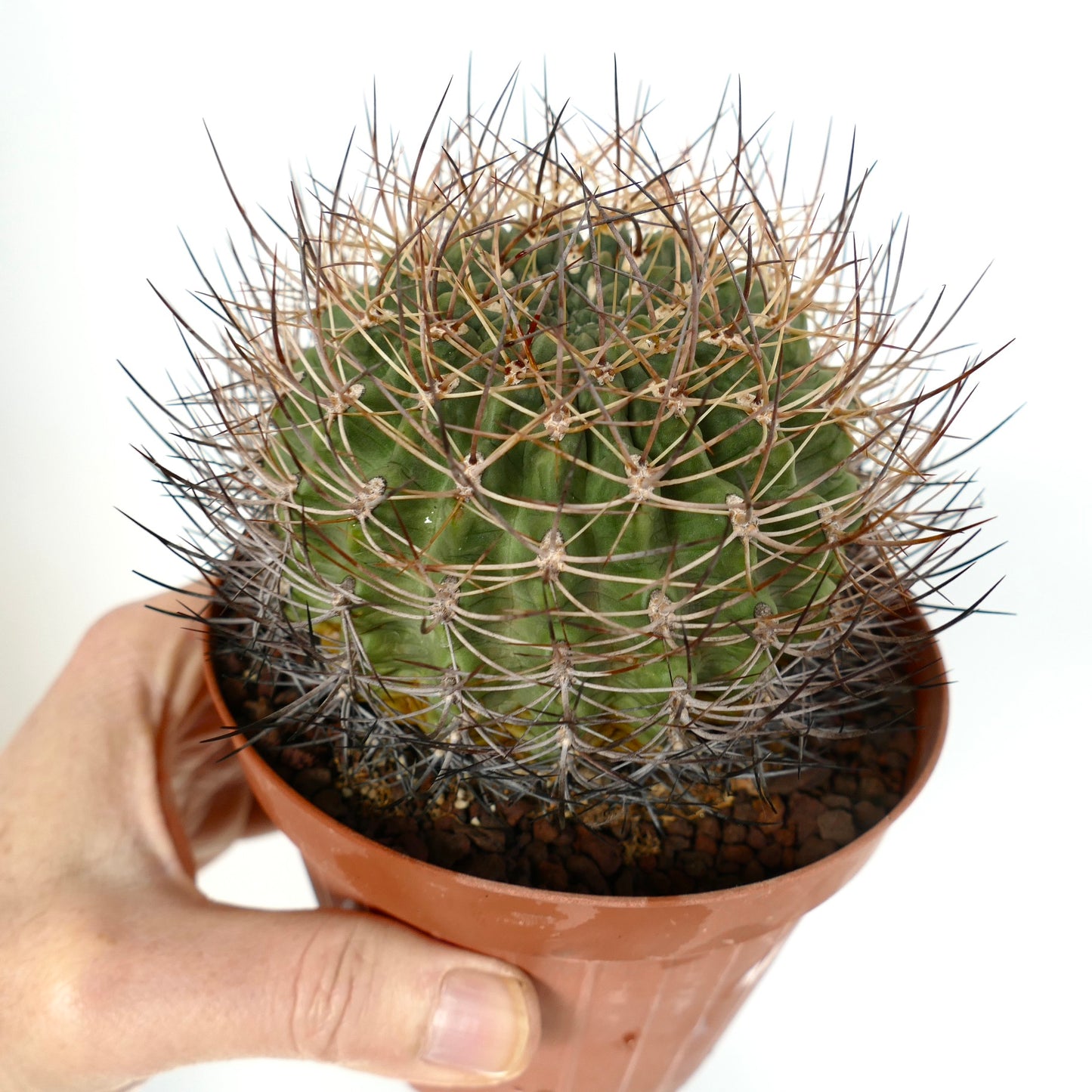Pyrrhocactus curvispinus small green cactus with dense curved spines in terracotta pot