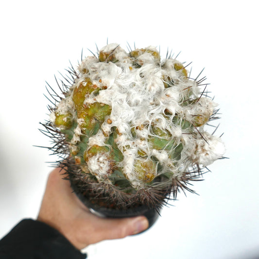 Pyrrhocactus floccosus succulent cactus with white woolly texture and sharp dark spines