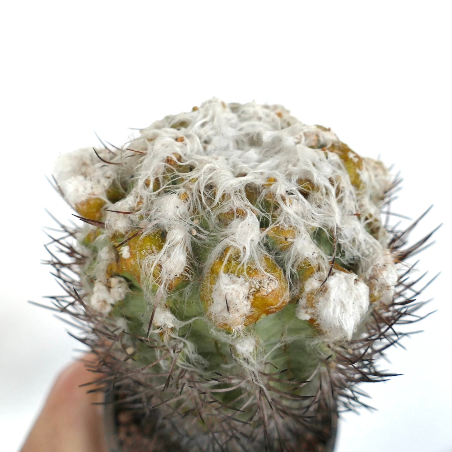 Pyrrhocactus floccosus zeldzame cactus met dichte witte wollige vezels en scherpe donkere stekels