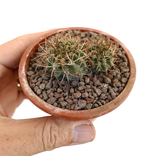 Pyrrhocactus pulchellus small green cactus seedlings with long brown spines in terracotta pot
