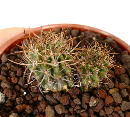 Pyrrhocactus pulchellus small green cactus seedlings with long brown spines in rocky soil
