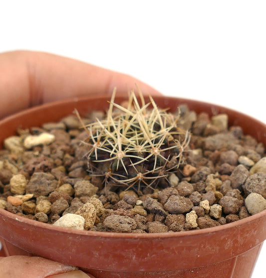 Pyrrhocactus pulchellus var. albispinus small cactus with white spines in rocky soil