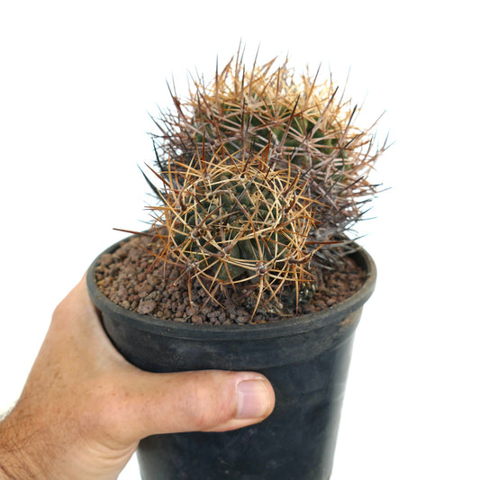 Pyrrhocactus pulchellus var. albispinus succulent cactus with dense white and brown spines in black pot