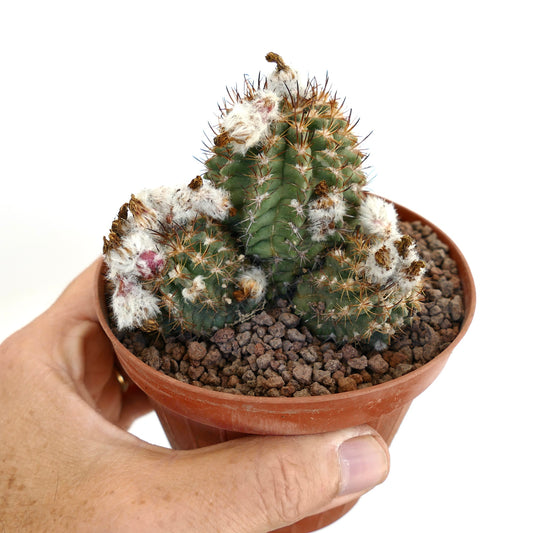 Pyrrhocactus saxifraga small green cactus with white woolly areoles and sharp brown spines in pot