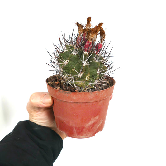 Pyrrhocactus scoparia small green cactus with long sharp spines and red fruit in pot