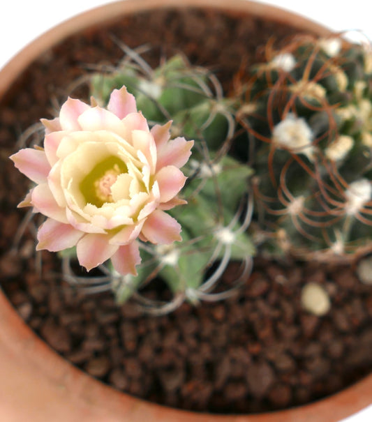 ไพโรคาคตัส สปีชีส์ กระบองเพชรอวบน้ำดอกสีชมพูอ่อนและหนามโค้ง ในกระถางดินเผา