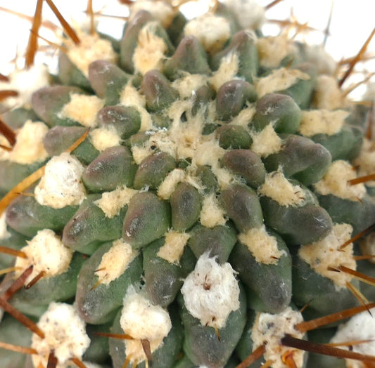 Pyrrhocactus sp. succulent cactus with dense woolly areoles and sharp brown spines