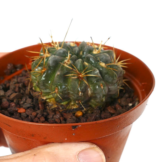 Pyrrhocactus sp. small green succulent cactus with prominent yellow spines in pot
