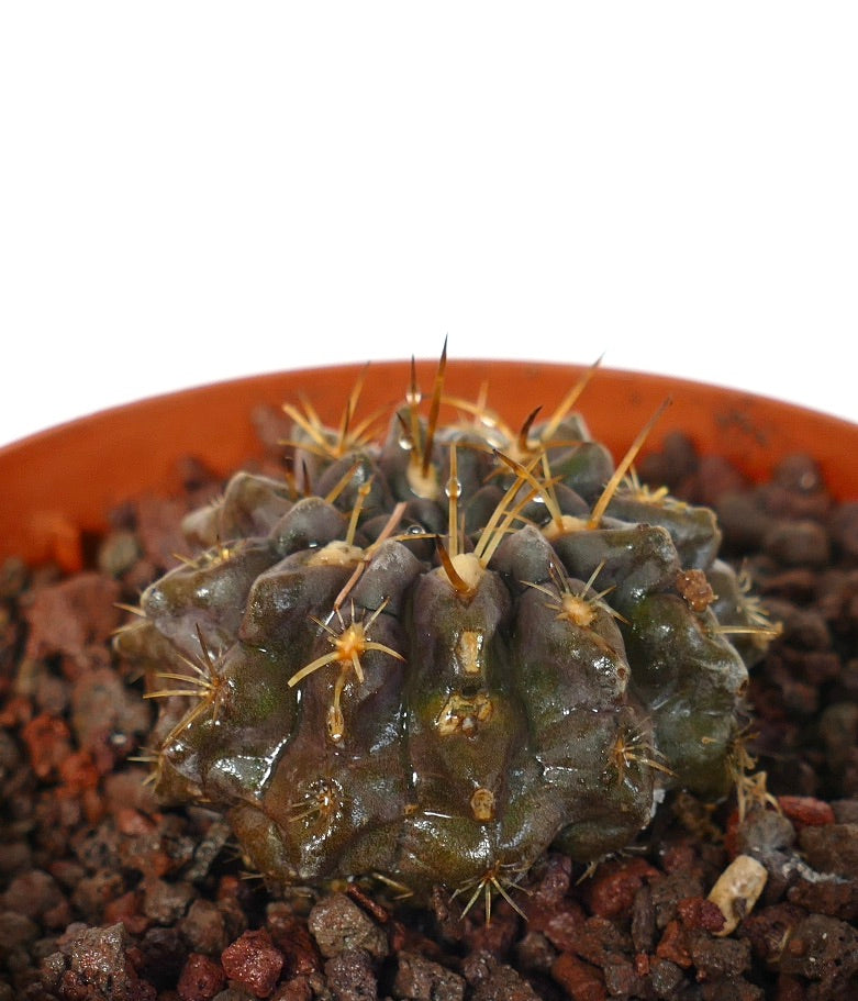Pyrrhocactus sp. small dark green succulent cactus with sharp yellow spines in pot