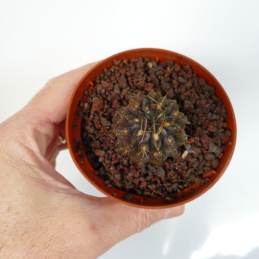 Pyrrhocactus sp. small dark green succulent cactus with long yellow spines in pot