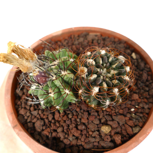 Pyrrhocactus sp. rare small succulent cactus with curved spines in terracotta pot