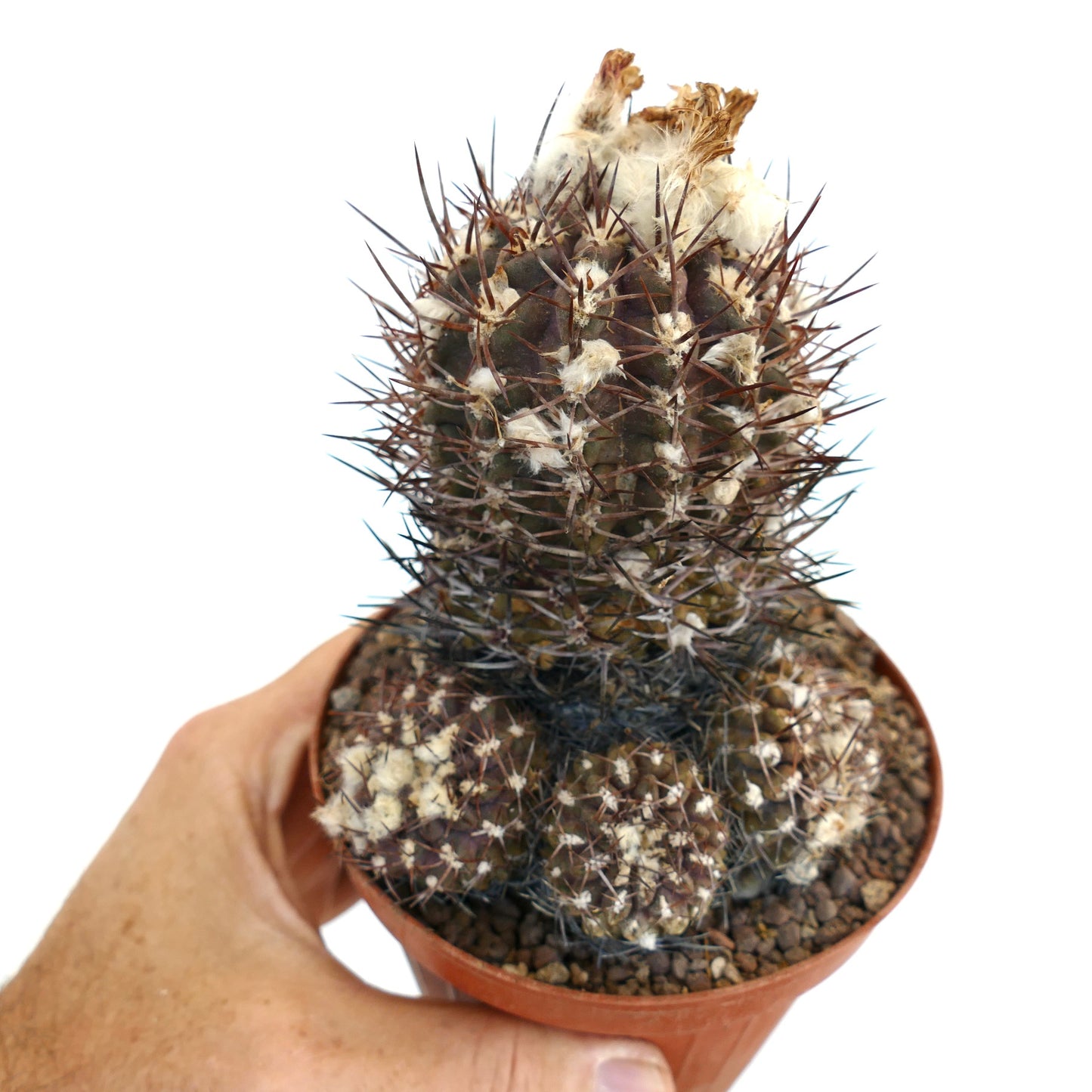 Pyrrhocactus sp. rare succulent cactus with dense brown spines and white woolly areoles in pot