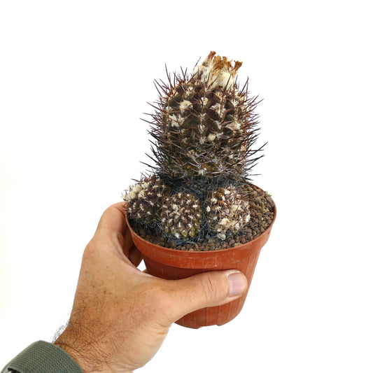 Pyrrhocactus sp. sjelden kaktus med mørke pigger og ullent areoler i liten potte